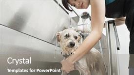  Presentation with pet grooming small dog - PPT theme consisting of four white arrows shape lift off on wooden floor against orange wall with copyspace 3d illustration background and a coral colored foreground.