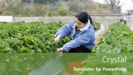  Presentation with strawberry - 