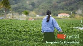  Presentation with strawberry - 