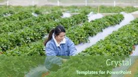  Presentation with strawberry - PPT layouts consisting of woman-pick-a-ripe-strawberry background and a tawny brown colored foreground