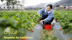  Presentation with strawberry - Slide deck with woman-pick-a-ripe-strawberry background and a tawny brown colored foreground