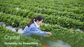  Presentation with strawberry - 