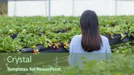  Presentation with strawberry - Presentation theme consisting of woman-pick-a-ripe-strawberry background and a tawny brown colored foreground