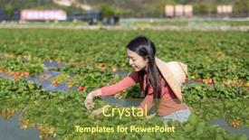  Presentation with strawberry - 