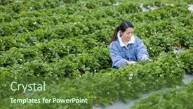  Presentation with strawberry - Presentation with woman-pick-strawberry background and a tawny brown colored foreground