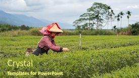  Presentation with tea leaves - PPT theme enhanced with woman-pick-tea-leaves background and a tawny brown colored foreground