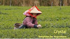  Presentation with leave - Colorful slide set enhanced with woman pick the tea leave backdrop and a tawny brown colored foreground