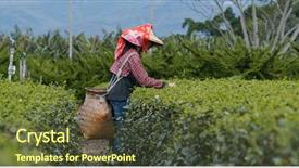  Presentation with leave - Presentation theme featuring woman pick the tea leave background and a tawny brown colored foreground