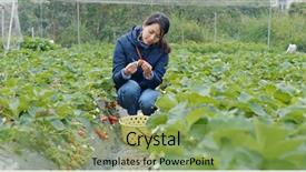  Presentation with farm for kids - Presentation design featuring woman pick up strawberry background and a seafoam green colored foreground