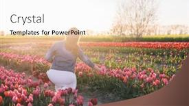  Presentation with tulip - PPT theme enhanced with woman-picking-flowers-on-tulip background and a white colored foreground