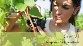  Presentation with grape - Slide deck with woman picking grape during wine harvest background and a yellow colored foreground