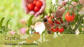  Presentation with cherry - Presentation theme enhanced with woman-picking-ripe-cherry-tomatoes background and a yellow colored foreground