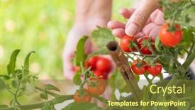  Presentation with cherry - Presentation theme consisting of woman-picking-ripe-cherry-tomatoes background and a tawny brown colored foreground