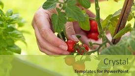  Presentation with vine - Beautiful PPT theme featuring woman-picking-ripe-cherry-tomatoes backdrop and a yellow colored foreground