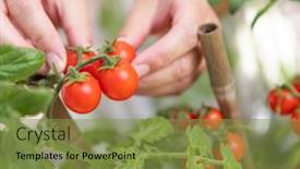 Presentation with cherry - Amazing presentation design having woman-picking-ripe-cherry-tomatoes backdrop and a gold colored foreground