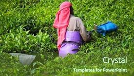  Presentation with munnar - Colorful slide deck enhanced with woman picking tea leaves backdrop and a tawny brown colored foreground