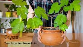  Presentation with home gardening - Presentation theme with woman-planting-flowers-at-home background and a gold colored foreground