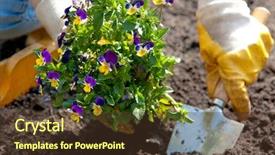  Presentation with pansy flower - Presentation theme with woman planting flowers background and a tawny brown colored foreground