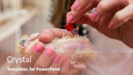  Presentation with bird - PPT layouts featuring woman-putting-a-bird-ribbon background and a coral colored foreground