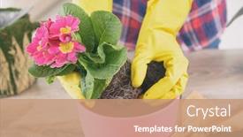  Presentation with new home - PPT theme enhanced with woman-replant-plant-in-new background and a coral colored foreground