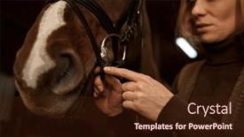  Presentation with rider - PPT theme consisting of woman-rider-putting-bridle-horsey background and a wine colored foreground