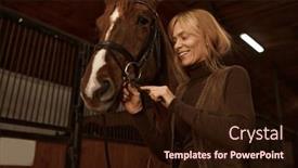  Presentation with rider - Presentation design having woman-rider-putting-bridle-horsey background and a wine colored foreground