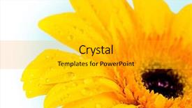  Presentation with water droplets - PPT layouts with woman s day orange - close-up of yellow daisy background and a  colored foreground