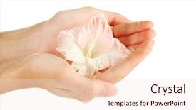  Presentation with bud - PPT theme having woman's hand holding a bud of gladiolus on white background close-up background and a lemonade colored foreground