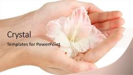  Presentation with bud - PPT theme having woman's hand holding a bud of gladiolus on white background close-up background and a lemonade colored foreground