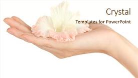  Presentation with bud - Colorful PPT layouts enhanced with woman's hand holding a bud of gladiolus on white background close-up backdrop and a cream colored foreground