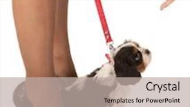  Presentation with king - Presentation having woman's legs and a 6 weeks old cavalier king charles puppy background and a mint green colored foreground