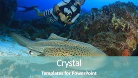  Presentation with shark - Amazing slides having woman scuba diver and leopard backdrop and a teal colored foreground