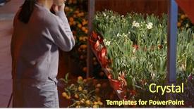  Presentation with lunar new year - Amazing PPT theme having woman shop in the lunar backdrop and a tawny brown colored foreground