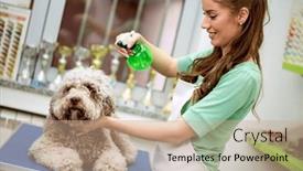  Presentation with pet grooming - Slide deck with woman-spraying-barbe-dog background and a coral colored foreground