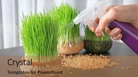  Presentation with wheat - PPT theme with woman spraying wheat grass background and a coral colored foreground