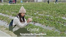  Presentation with strawberry - PPT theme having woman-take-photo-on-cellphone background and a violet colored foreground