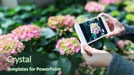  Presentation with hydrangea - Cool new slide set with woman taking photo on hydrangea backdrop and a tawny brown colored foreground