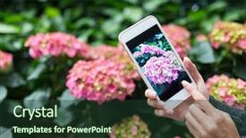  Presentation with hydrangea - Amazing presentation having woman taking photo on hydrangea backdrop and a tawny brown colored foreground