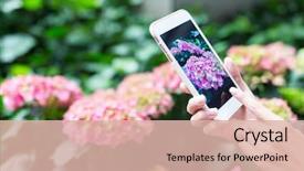 Presentation with hydrangea - Presentation enhanced with woman taking photo on hydrangea background and a  colored foreground