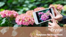  Presentation with hydrangea - Audience pleasing presentation theme consisting of woman taking photo on hydrangea backdrop and a  colored foreground