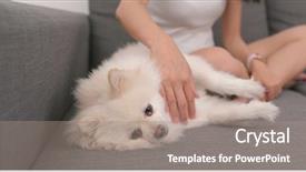  Presentation with therapy dog - Slide deck featuring pet therapy - woman touch with pomeranian dog background and a gray colored foreground