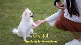  Presentation with dog park - Presentation theme consisting of woman-train-and-feed background and a tawny brown colored foreground