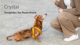  Presentation with dog park - 