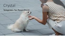 Presentation with train - PPT theme enhanced with woman-train-her-pomeranian-dog background and a light gray colored foreground