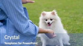  Presentation with dog park - Slide deck enhanced with woman train on white pomeranian background and a teal colored foreground