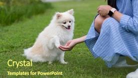  Presentation with dog park - Audience pleasing slide set consisting of woman train on white pomeranian backdrop and a tawny brown colored foreground