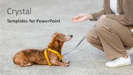  Presentation with dachshund - Presentation featuring woman-treat-her-dachshund-dog background and a  colored foreground