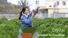  Presentation with take - Slide deck having woman-use-cellphone-to-take background and a tawny brown colored foreground