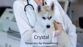  Presentation with vet - Colorful theme enhanced with woman vet bringing a dog at medical office backdrop and a light blue colored foreground