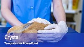  Presentation with vet - Theme consisting of woman vet petting a rabbit at medical office background and a cobalt blue colored foreground